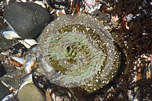 Neon green sea anemone