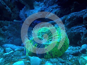 Neon Green Trachyphyllia Brain Coral showing Tentacle