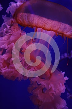 Neon-lit majestic jellyfish display photo