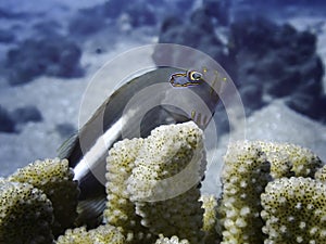 Neon Markings Surround Blenny Fish Eye Close Up in Coral