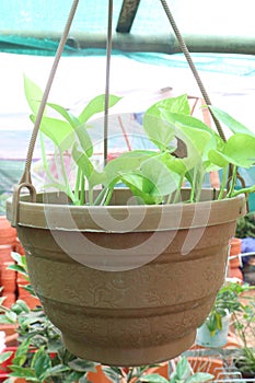 neon money plant on hanging pot