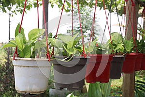 neon money plant on hanging pot