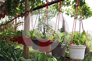 neon money plant on hanging pot