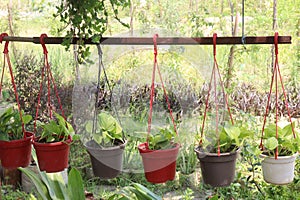 neon money plant on hanging pot