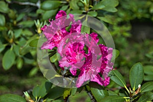 A neon pink azalea flower in the garden