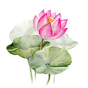 Neon pink lotus flower and leaves, watercolor illustration isolated on white. Bright Asian tropical water lily plant