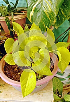 Neon pothos or Golden money-plant