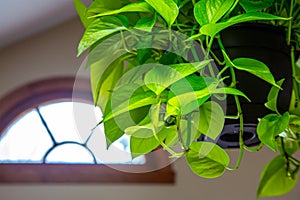 Neon pothos hanging houseplant photo