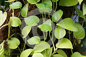 Neon pothos plant with bright color leaves