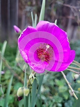 Neon purple wildflower in garden