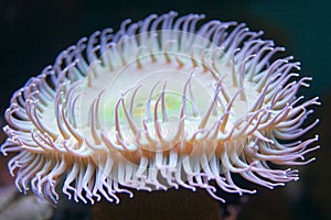 Neon sea anemone