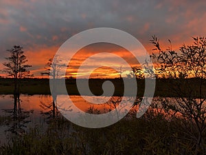 neon sunset in the field and two trees