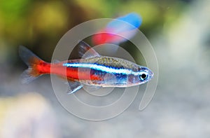 Neon tetra