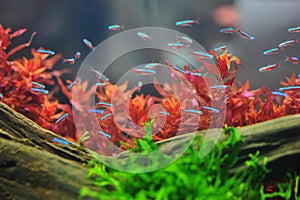 Neon tetra photo