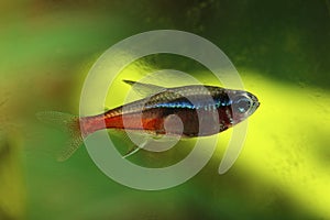 Neon Tetra