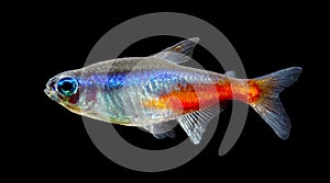 Neon Tetra