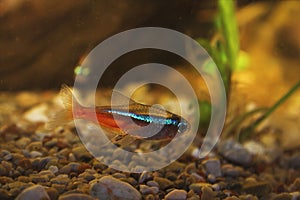 Neon tetra in aquarium