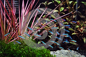 Neon Tetra in Aquarium