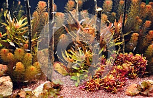 Neon Tetra in Aquarium