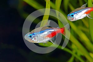 Neon Tetra photo