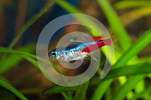 Neon tetra fish in aquarium