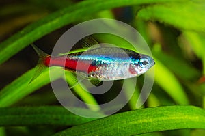 Neon tetra fish in aquarium