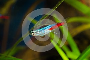 Neon tetra fish in aquarium