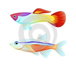 Neon Tetra and Guppy Fish Color Informative Poster