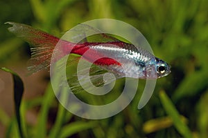 Neon tetra