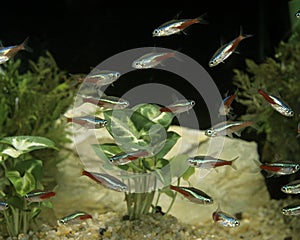 Neon Tetra, paracheirodon innesi