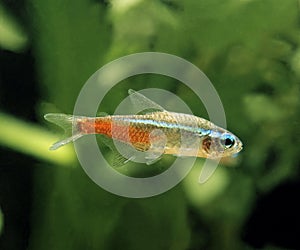 Neon Tetra, paracheirodon innesi