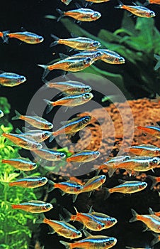 Neon Tetra, paracheirodon innesi