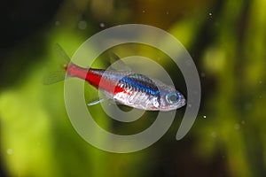 Neon tetra Paracheirodon innesi aquarium fish