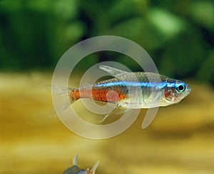 Neon Tetra, paracheirodon innesi, Aquarium Fish