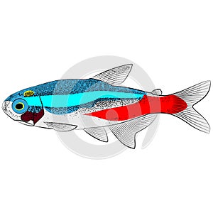 Neon tetra, Paracheirodon innesi aquarium tropical freshwater fish. characin family freshwater fish graphic illustrations