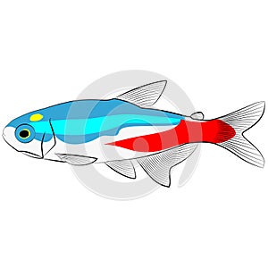 Neon tetra, Paracheirodon innesi aquarium tropical freshwater fish. characin family freshwater fish graphic illustrations