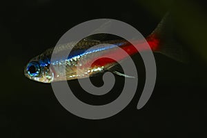 Neon tetra Paracheirodon innesi fish on the black