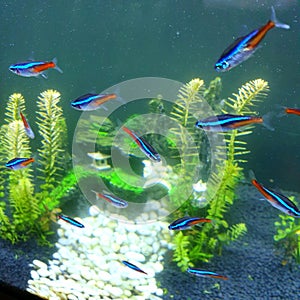 Neon Tetra or Paracheirodon innesi in a fish tank