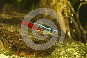 Neon tetra Paracheirodon innesi  freshwater aquarium fish
