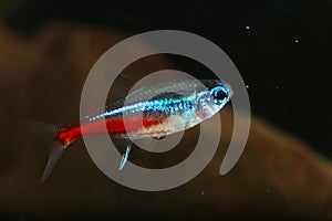 Neon tetra Paracheirodon innesi  freshwater fish