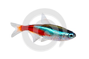 Neon Tetra Paracheirodon innesi freshwater fish isolated photo