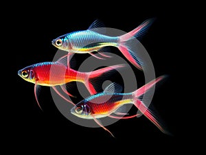 Ai Generated illustration Wildlife Concept of Neon Tetra Paracheirodon innesi freshwater fish isolated