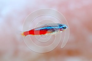 Neon Tetra Paracheirodon innesi freshwater tropical fish