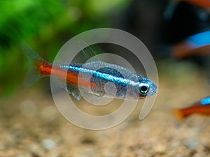 Neon tetra Paracheirodon innesi isolated on a fish tank with blurred background