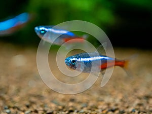 Neon tetra Paracheirodon innesi isolated on a fish tank with blurred background