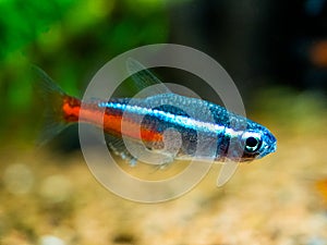 Neon tetra Paracheirodon innesi isolated macro close up on a fish tank with blurred background