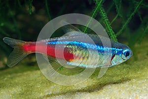 Neon tetra Tropical fish Paracheirodon Innesi