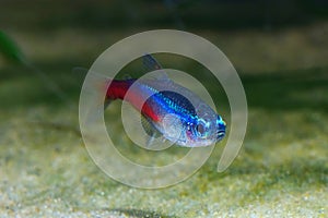 Neon tetra Tropical fish Paracheirodon Innesi