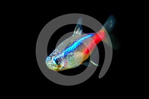 Neon tetra Tropical fish Paracheirodon Innesi