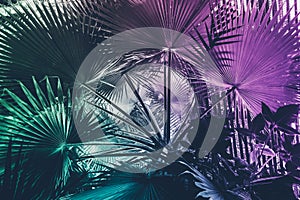 Neon tropical palm leaf Inspiration surreal minimal abstract background